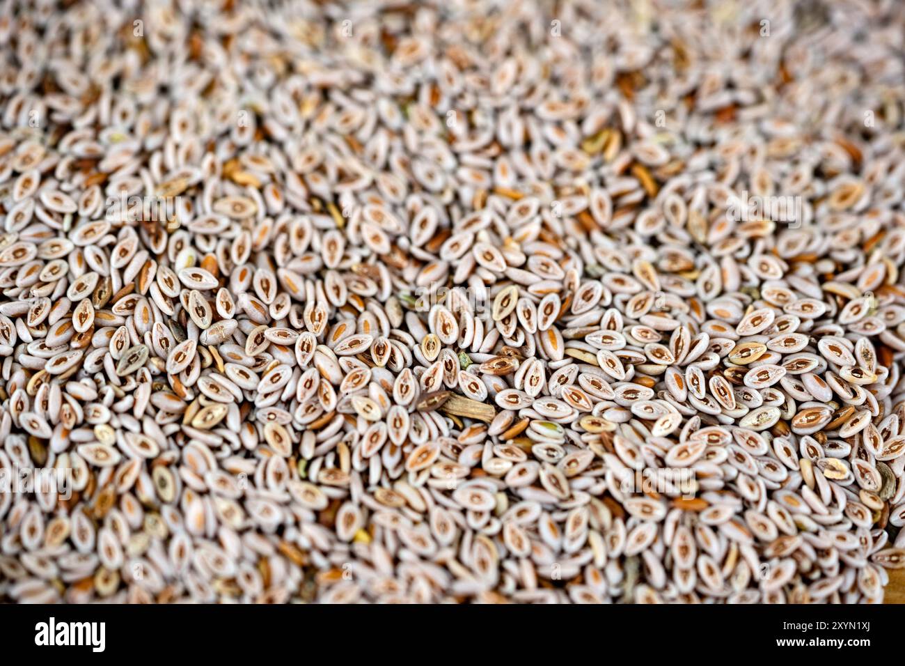 Plantain blond, blé indien du désert, psyllium blond, Ispaghol (psyllium ovata, Plantago ovata), graines de psyllium Banque D'Images