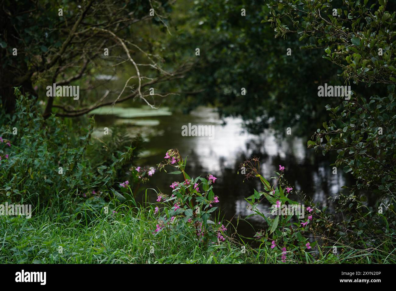 Baume de l'Himalaya, baume de l'Inde, weed rouge, weed ornemental, casque de policier (Impatiens glandulifera), floraison au bord d'une rivière, Allemagne Banque D'Images