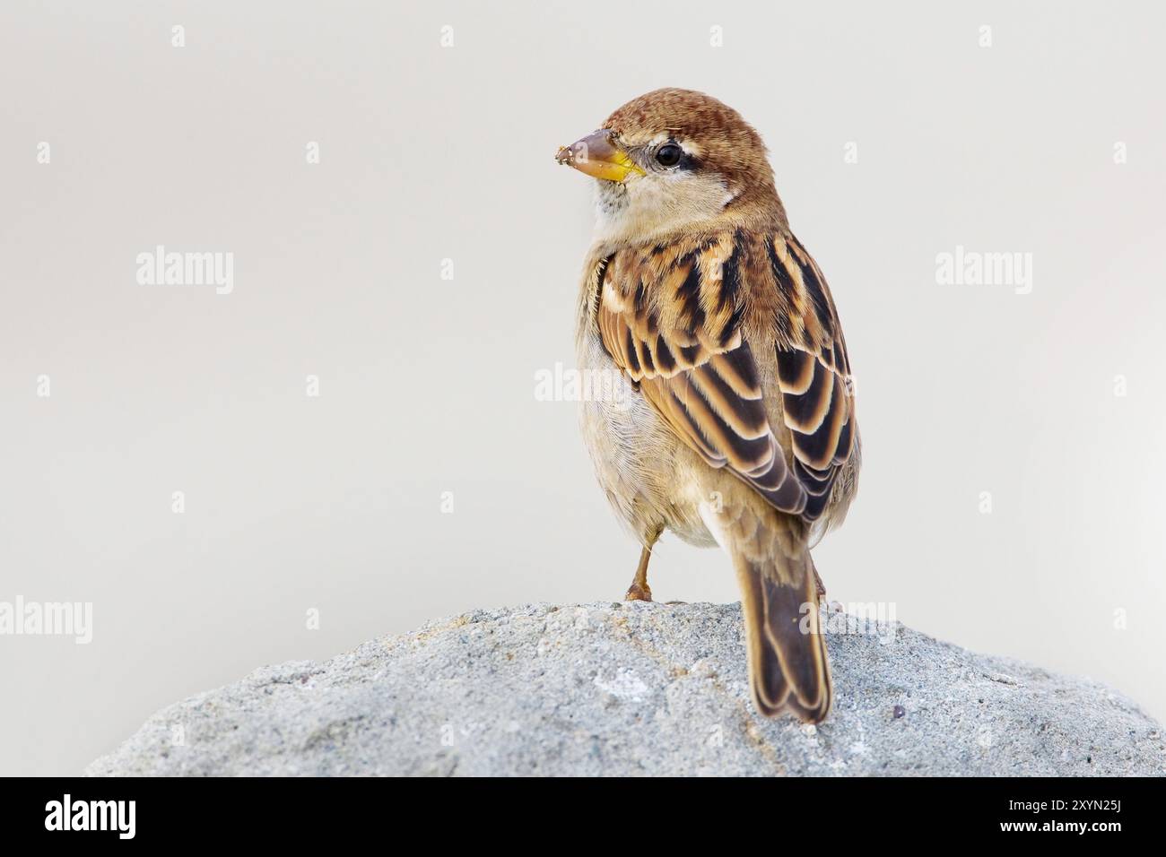 Moineau italien, moineau cisalpin (passer italiae), juvénile assis sur un rocher, Italie, Toscane Banque D'Images