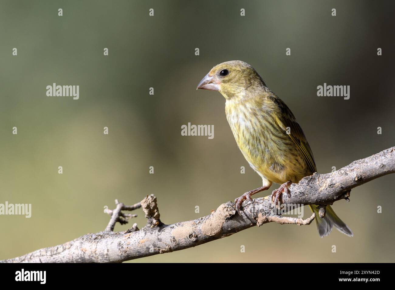Gros plan du greenfinch européen Banque D'Images