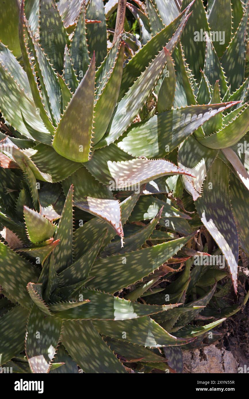 Usine de siècle Banque D'Images