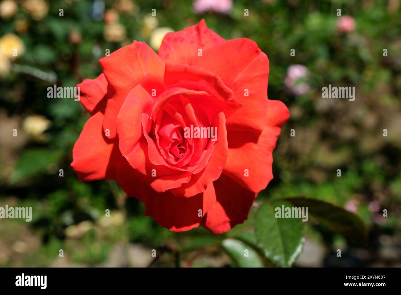 Belle rose rouge fleurissant dans le jardin par une journée ensoleillée Banque D'Images