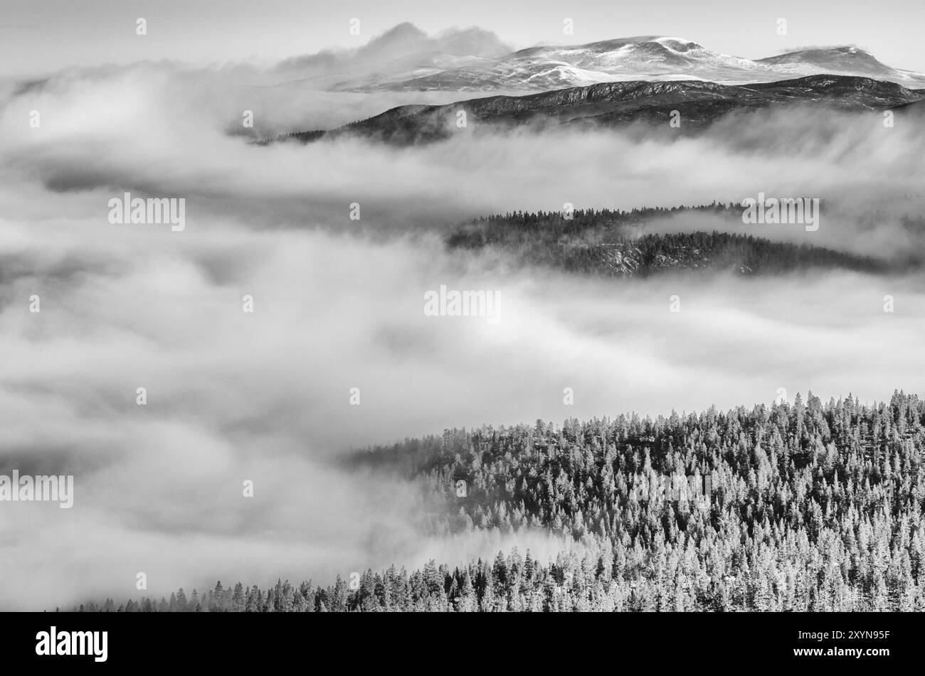 Brouillard matinal à Engerdalsfjellet, Hedmark Fylke, Norvège, octobre 2011, Europe Banque D'Images