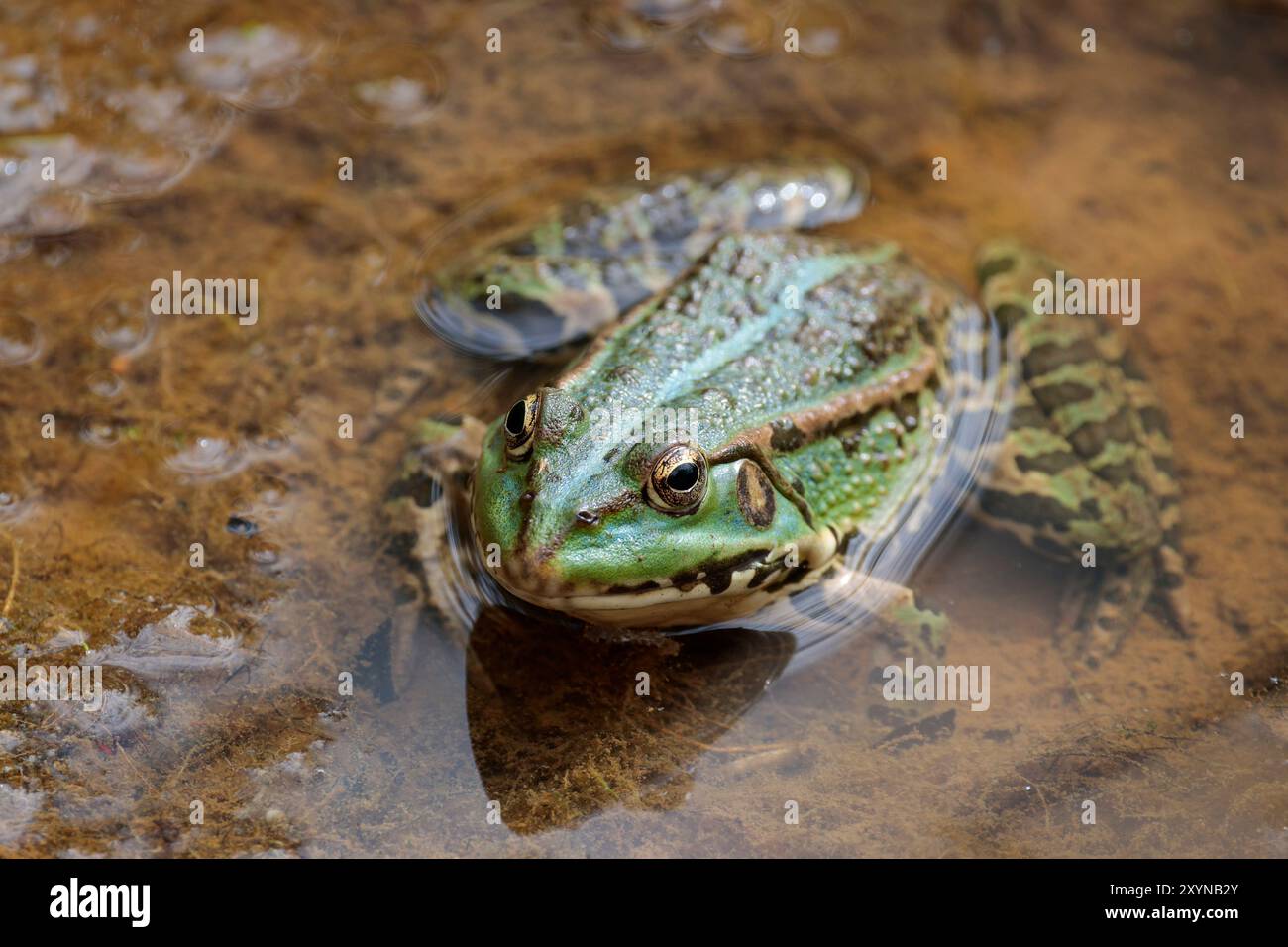 Grenouille des marais Rana ridibunda, corps vert taches foncées sur le corps et les jambes visage pointu rapproché crêtes d'yeux dorés sur les côtés de la ligne arrière vers le centre Banque D'Images