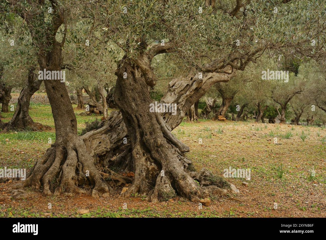 Son Marroig. Olivar.Deia.Sierra de Tramuntana.Mallorca.Baleares.Espana Banque D'Images