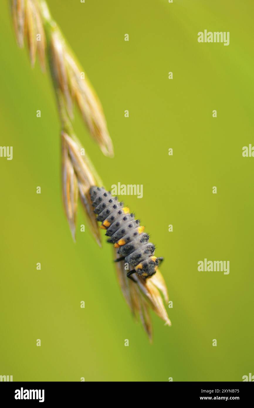 Larve d'une coccinelle à sept taches (Coccinella septempunctata), larve d'une coccinelle à sept taches (Coccinella septempunctata) Banque D'Images