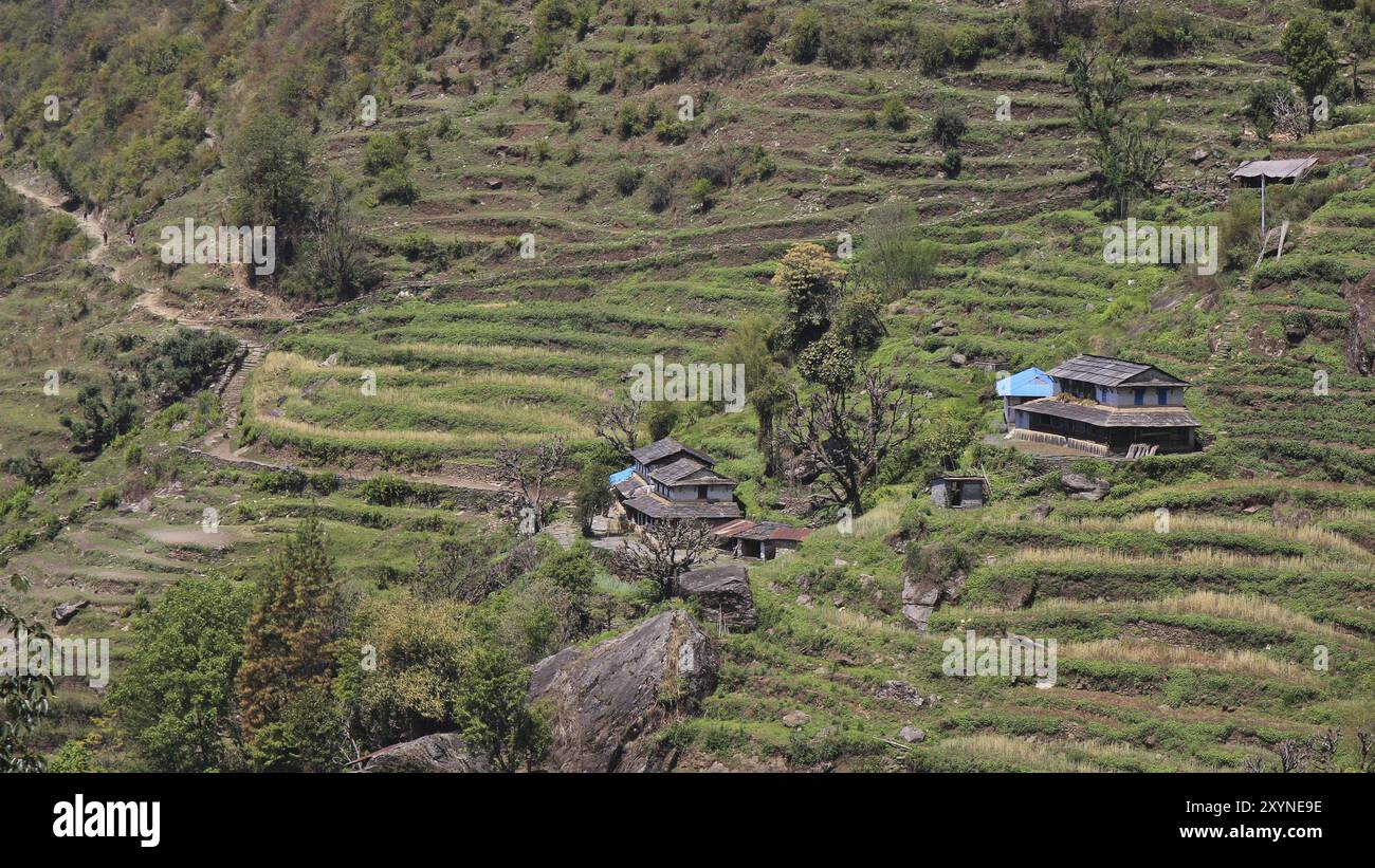 Architecture traditionnelle et champs en terrasses à Taulung, zone de conservation de l'Annapurna, Népal, Asie Banque D'Images Architecture traditionnelle et champs en terrasses à Taulung, zone de conservation de l'Annapurna, Népal, Asie Banque D'Images