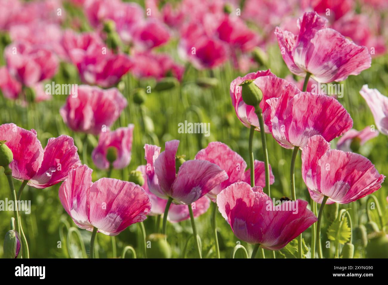 Pavot à opium (Papaver somniferum), culture en Allemagne, champs de pavot à opium Banque D'Images