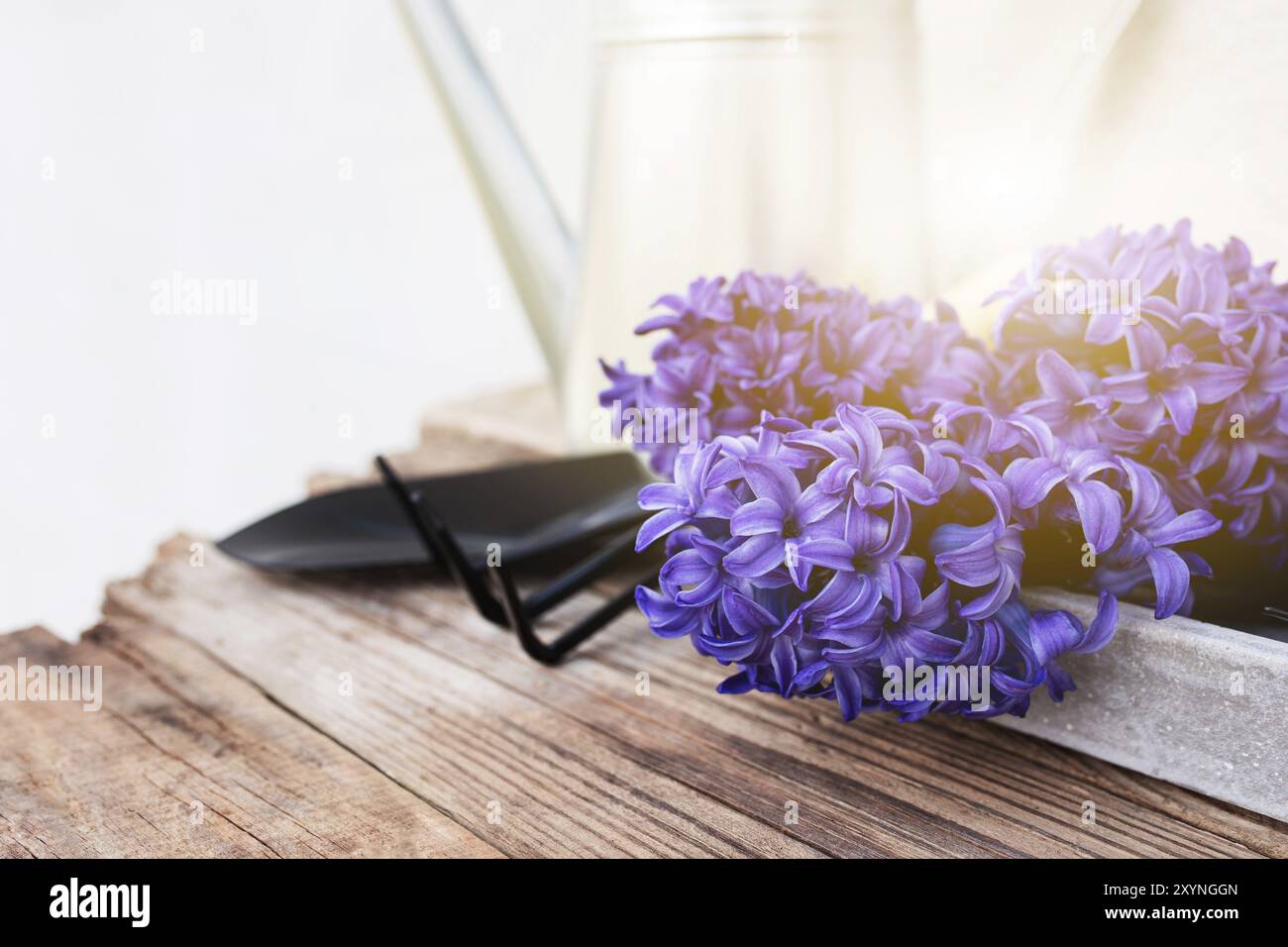 Jardinage concept de passe-temps.Fleur de jacinthe, petite fourche de jardin ou râteau et pelle, arrosoir en métal sur fond de bois Banque D'Images