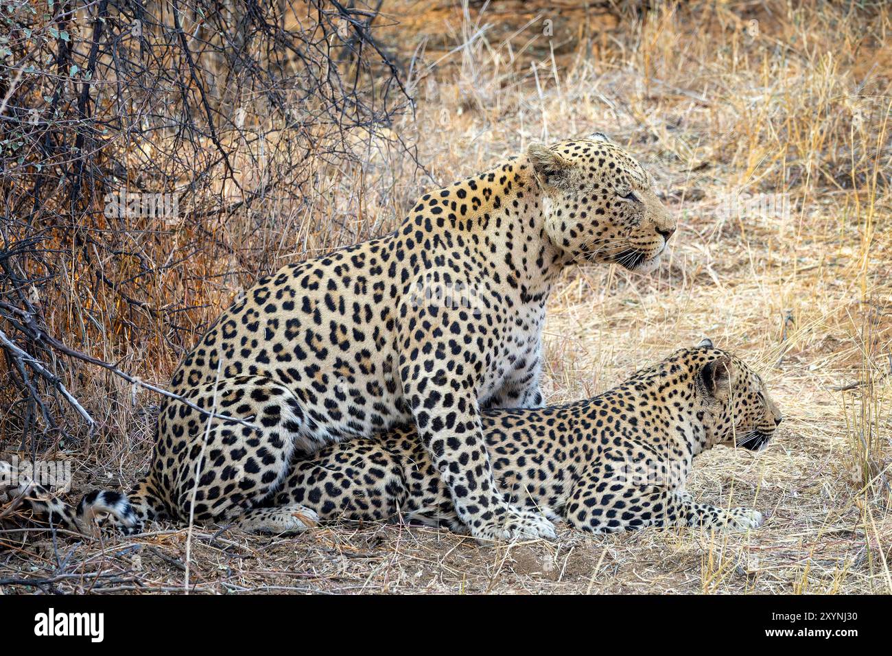 Couple reproducteur de léopards, couple de léopards mâles et femelles s'accouplant en Namibie, Afrique Banque D'Images