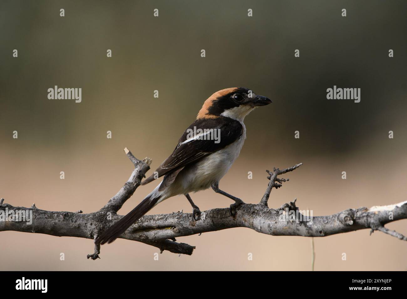 Woodchat Shrike (sénateur lanuis) Banque D'Images