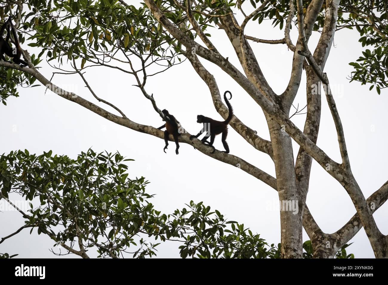 Le singe araignée de Geoffroy (Ateles geoffroyi), deux singes dans un arbre, Sirena, parc national du Corcovado, Osa, province de Puntarena, Costa Rica, Central Amer Banque D'Images