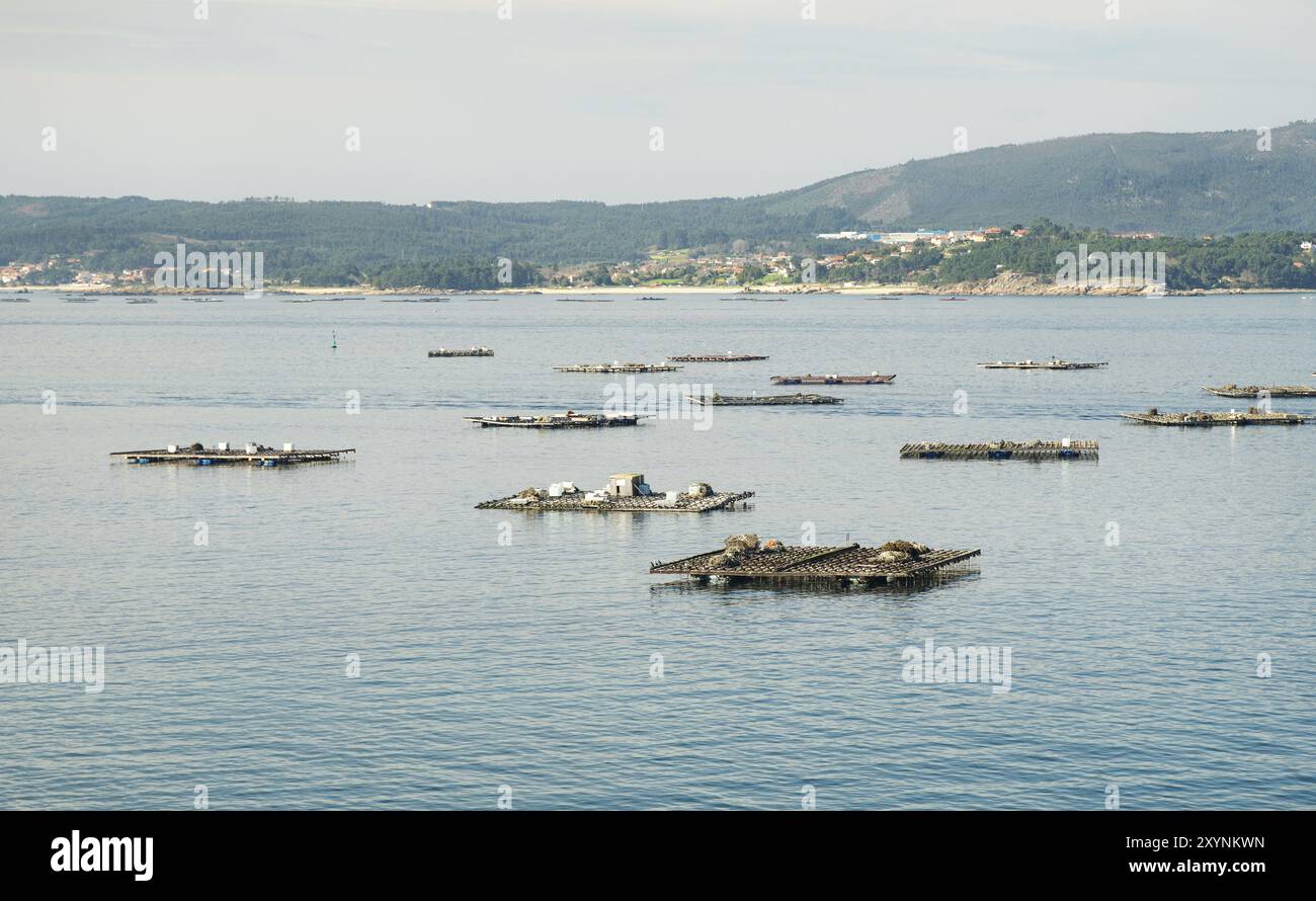 Plates-formes en bois appelées bateas pour la culture des moules. Paysage marin. Rias Baixas, Galice, Espagne, Europe Banque D'Images