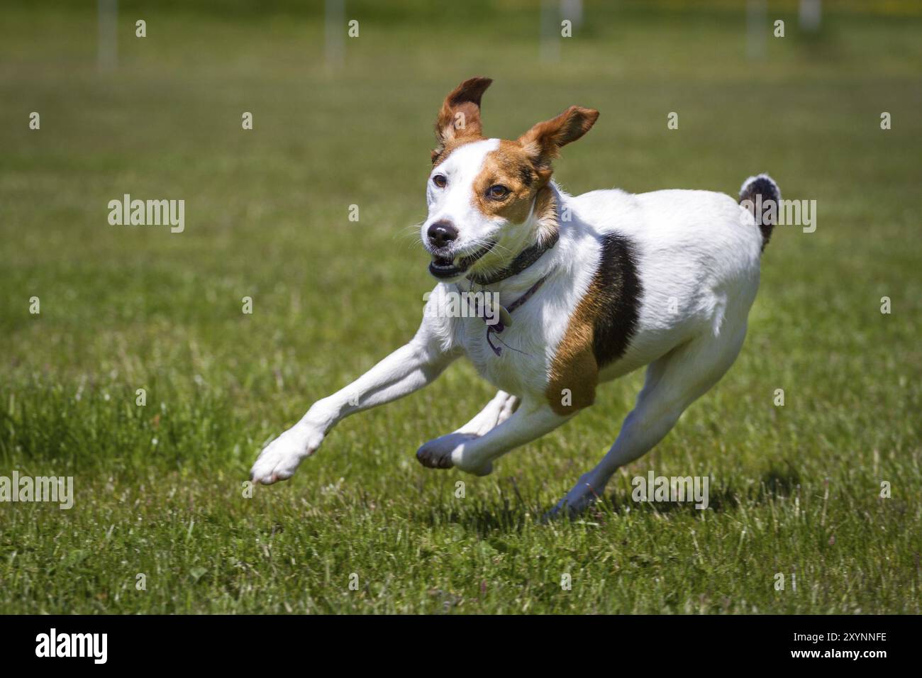 Un terrier tricolore zigzags à travers une prairie verte, entièrement illuminée par le soleil Banque D'Images