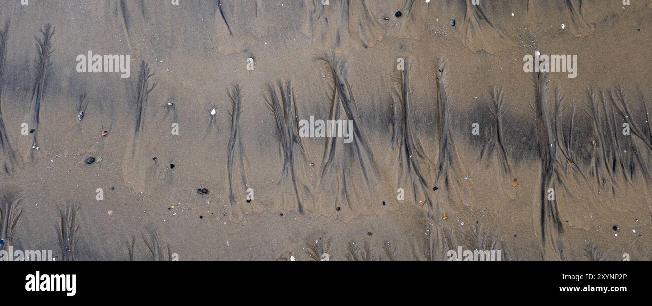 un gros plan des marques linéaires dans le sable à partir du retrait de la marée basse avec des coquillages Banque D'Images