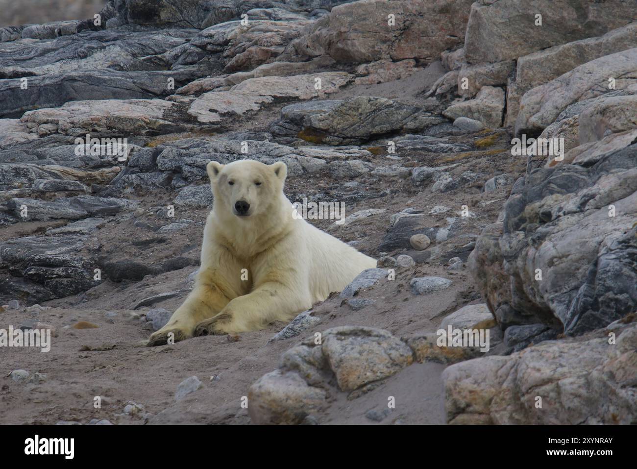 Ours polaire sur l'île de Kvitoya, archipel du Svalbard Banque D'Images