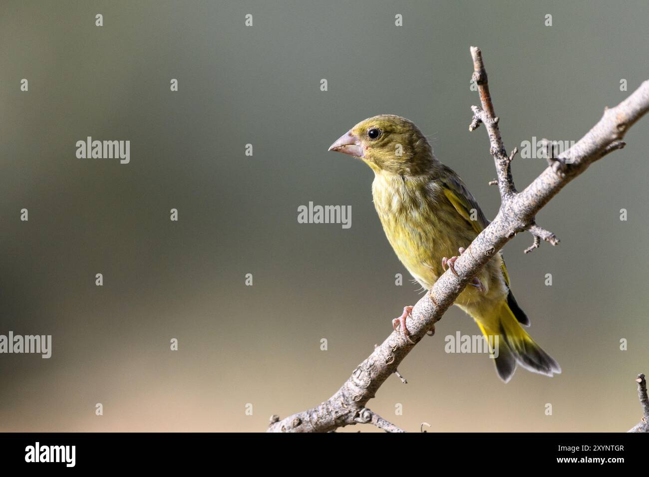 Gros plan du greenfinch européen Banque D'Images