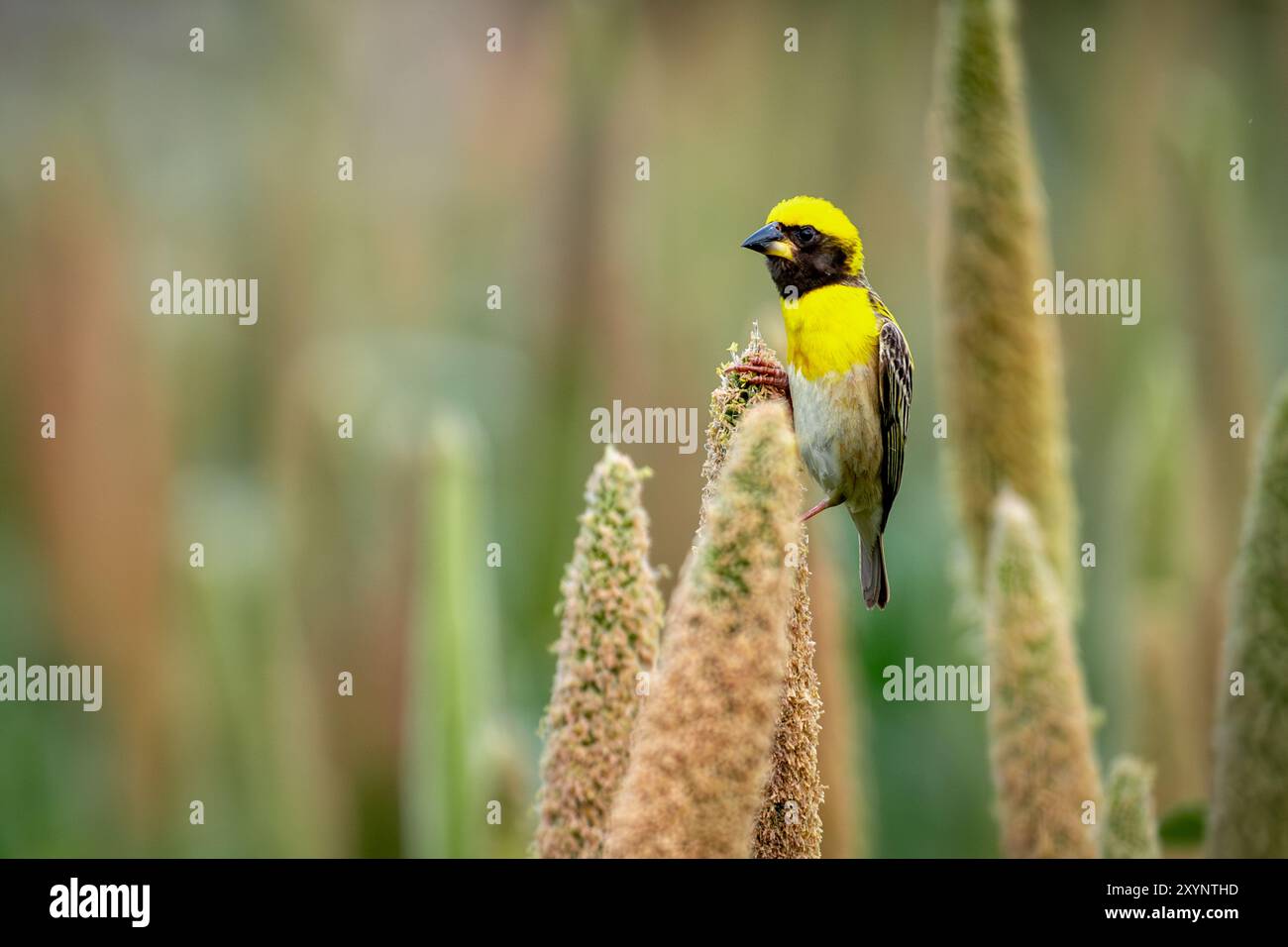 Baya Weaver sur une panicule de Pearl Millet Banque D'Images