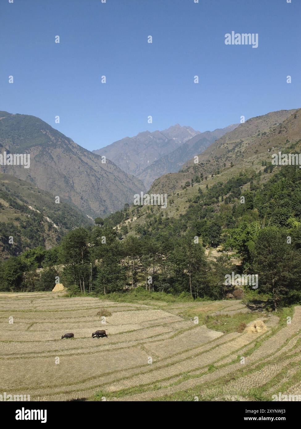 Rizières dans la zone de conservation de l'Annapurna, Népal. Temps de récolte Banque D'Images Rizières dans la zone de conservation de l'Annapurna, Népal. Temps de récolte Banque D'Images
