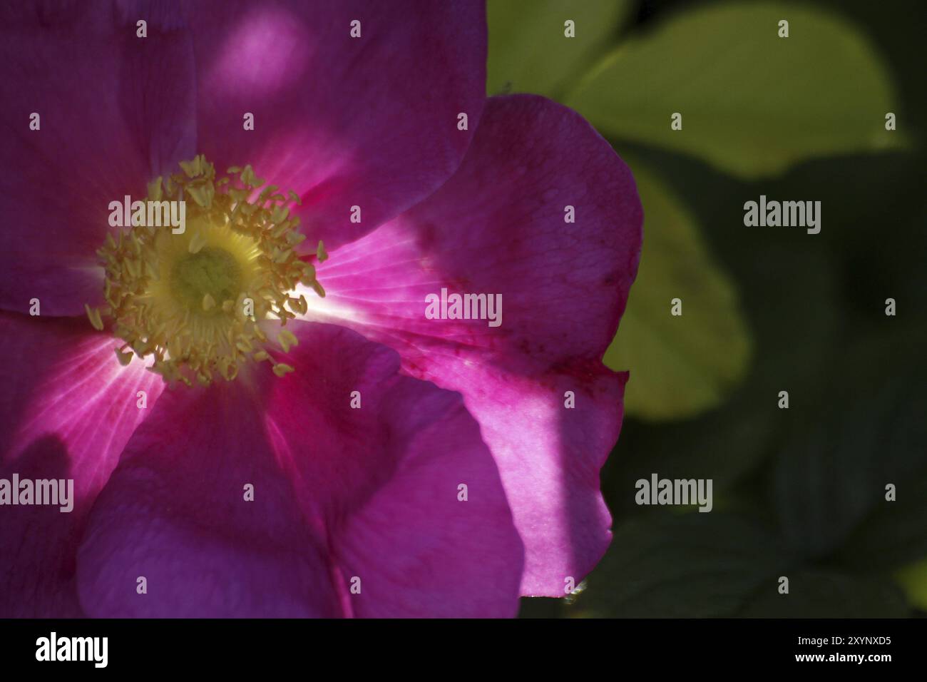 Eglantier Banque D'Images