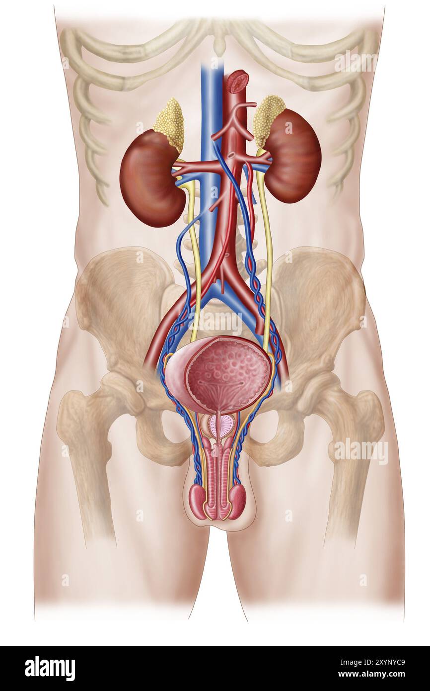 Anatomie du système urinaire masculin Banque D'Images