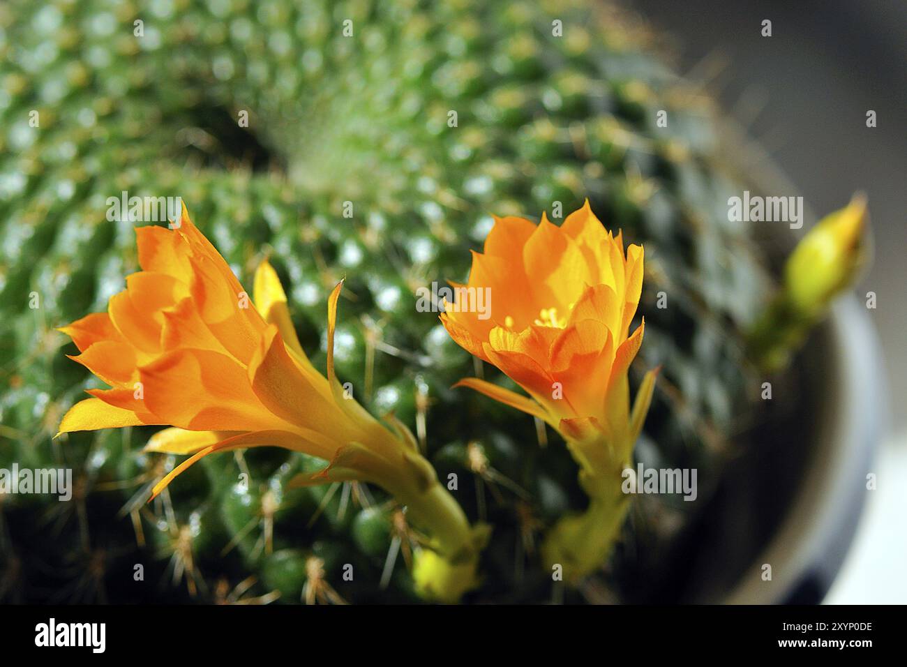 Fleur d'un cactus, fleur jaune sur une boule de cactus Banque D'Images