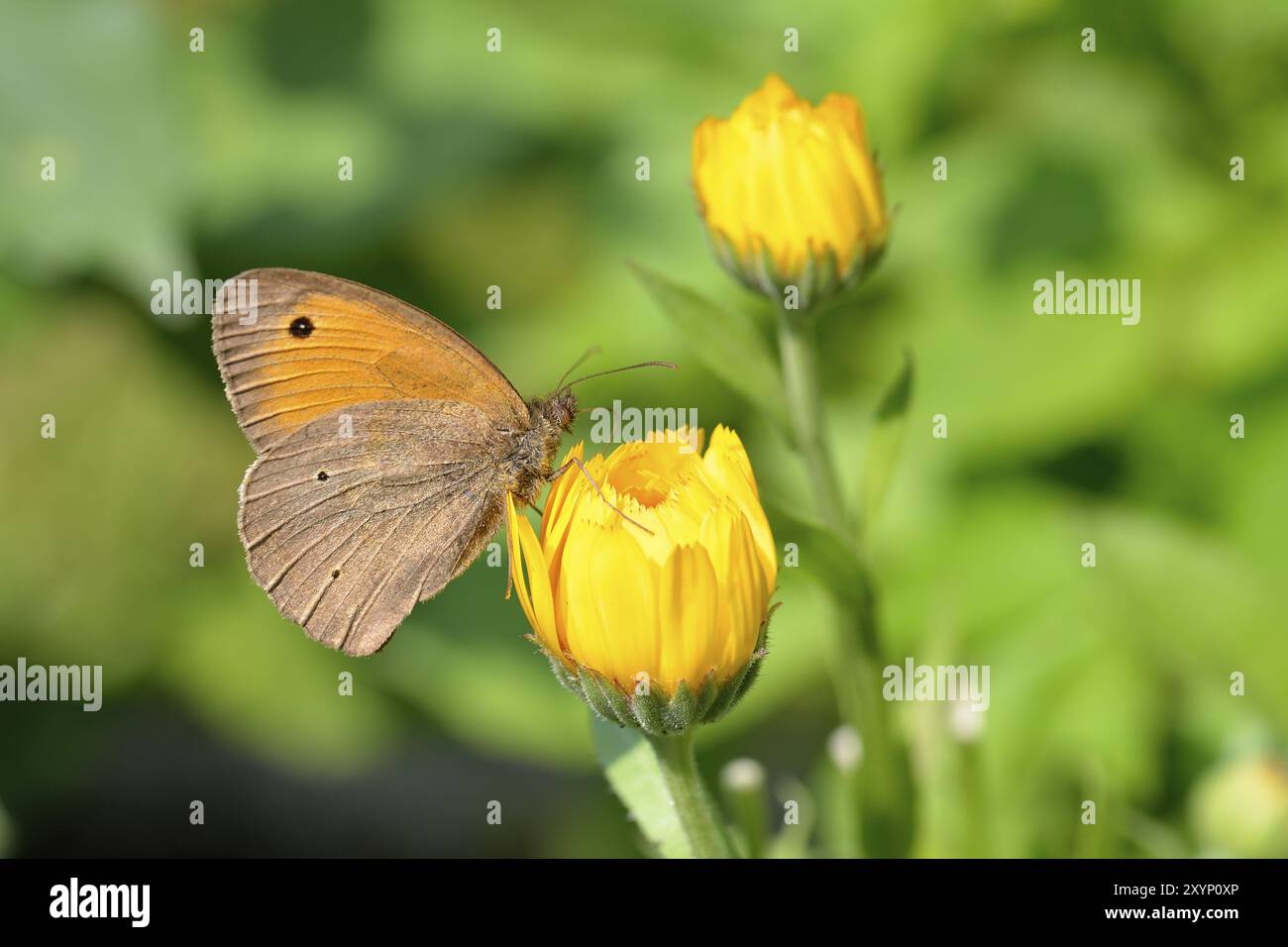 Gros oeil de bœuf (mâle), Maniola jurtina, mâle brun prairie Banque D'Images