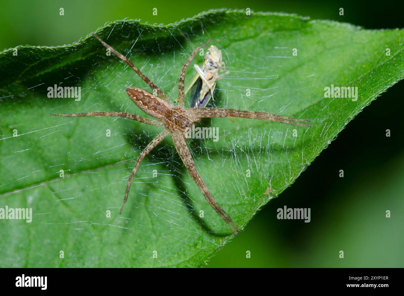 Nursery Web Spider, Pisaurina mira, avec des restes de proie de cicadelle juste en dessous Banque D'Images