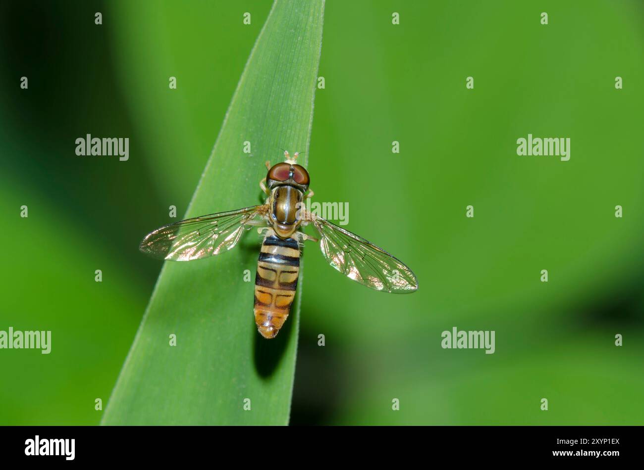 Hover Fly, Toxomerus politus Banque D'Images