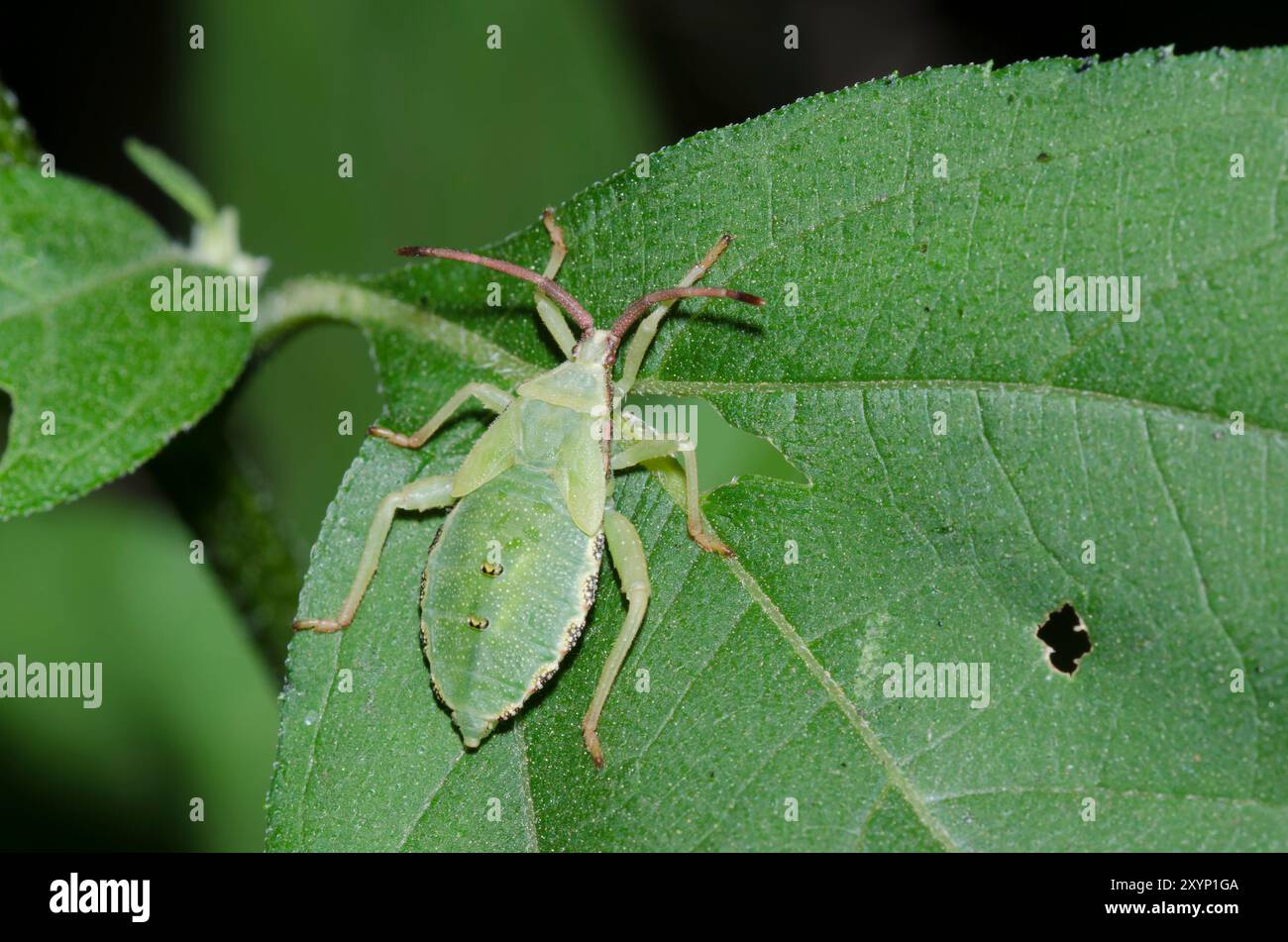 Insecte à pieds feuilles, Piezogaster sp., nymph Banque D'Images