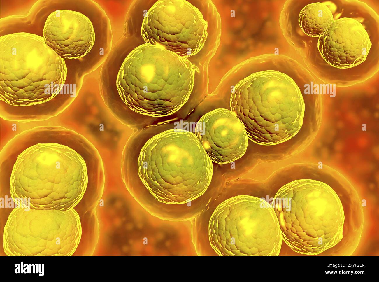 Vue microscopique des chlamydies. La chlamydia est une maladie sexuellement transmissible (MST) courante causée par une bactérie Banque D'Images