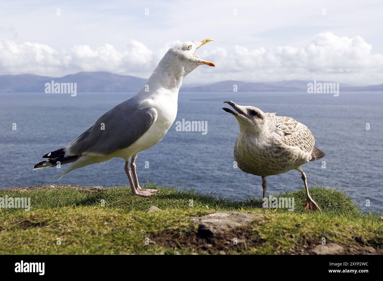 Mouette à dos noir inférieure : adulte et juvénile d'un an Banque D'Images