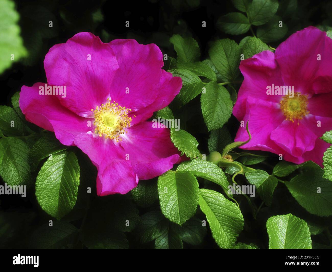 Belle fleur d'un chien brillant roses Banque D'Images