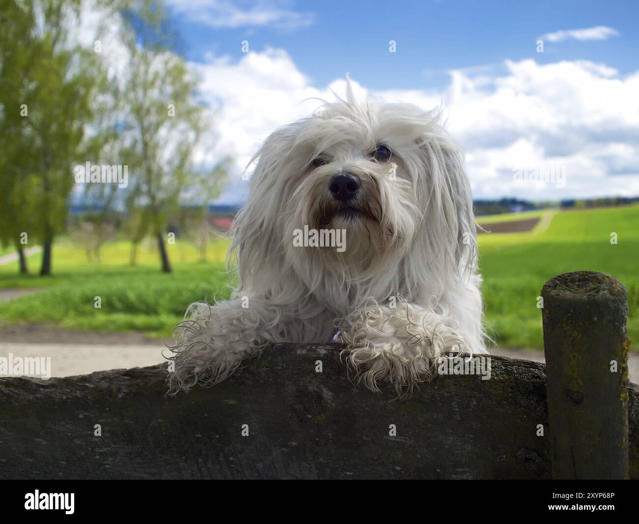 Le chien se penche de façon désinvolte sur le dos d'un banc et regarde bien dans l'appareil photo Banque D'Images