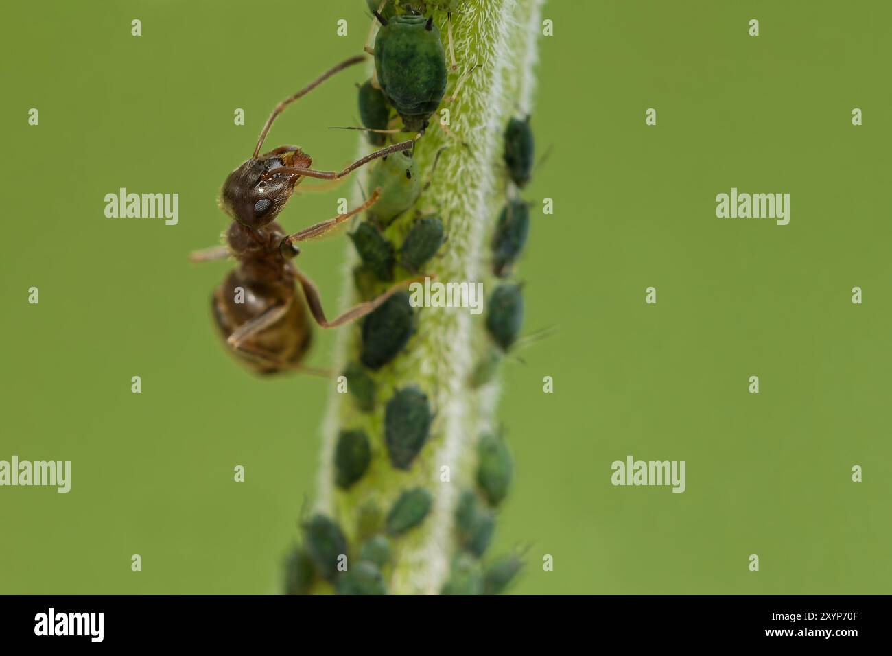 ANT prend soin des pucerons Banque D'Images