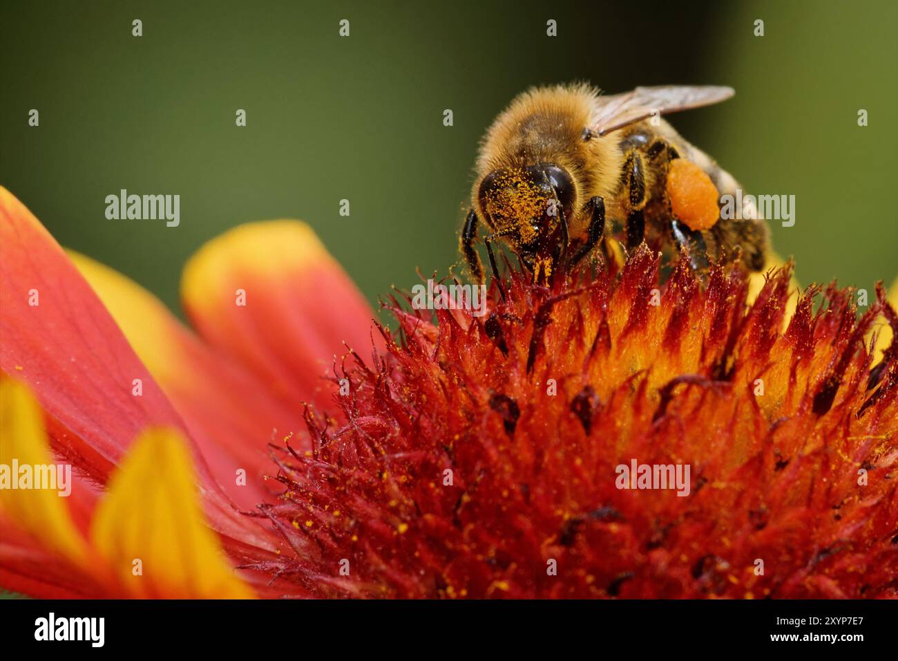 Fleur cocarde avec bumblebee Banque D'Images