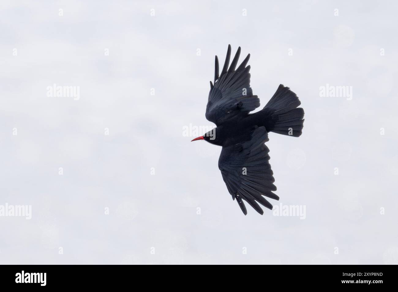 Cornish Chough, Cornwall, le Chough à bec rouge (Pyrrhocorax pyrrhocorax) revêt une importance particulière en tant que symbole du patrimoine et du folklore de Cornouailles. Banque D'Images