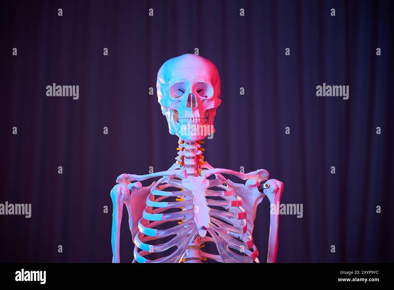 Portrait d'un modèle anatomique et médical de squelette humain dans un éclairage au néon, sur fond sombre. Crâne, cou et côtes en lumière rose et bleue. Vue de face Banque D'Images