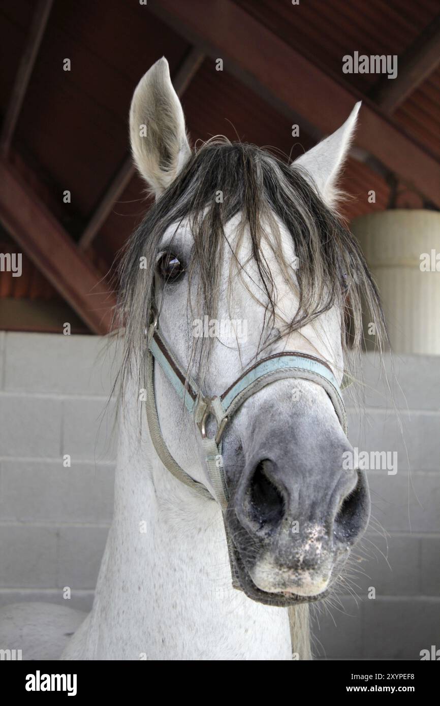 Portrait d'un beau cheval blanc de race sur la cale Banque D'Images