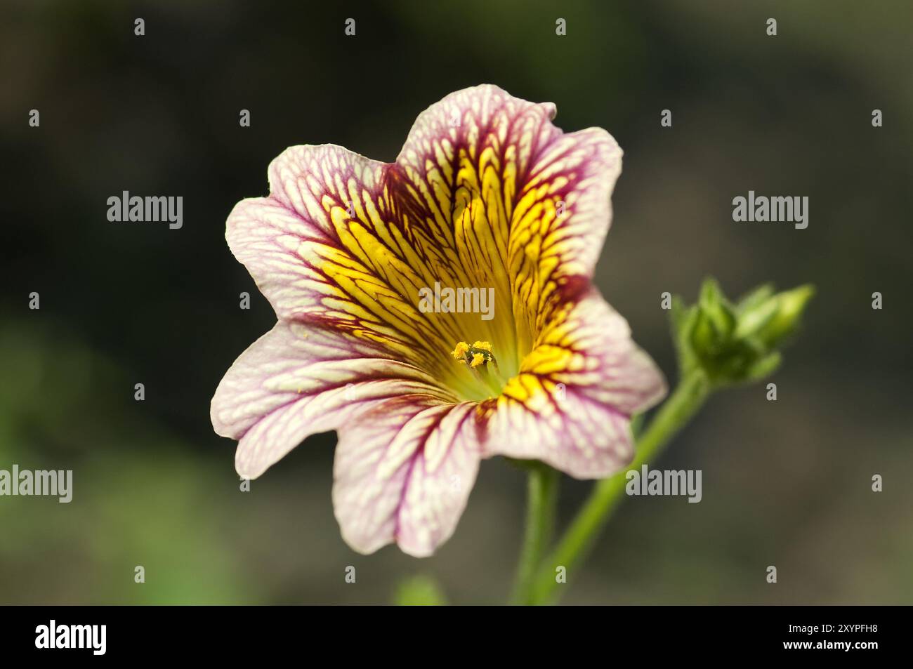 Fleur de la langue de trompette (Salpiglossis sinuata), jardin botanique, Krefeld, Rhénanie du Nord-Westphalie, Allemagne, Europe Banque D'Images