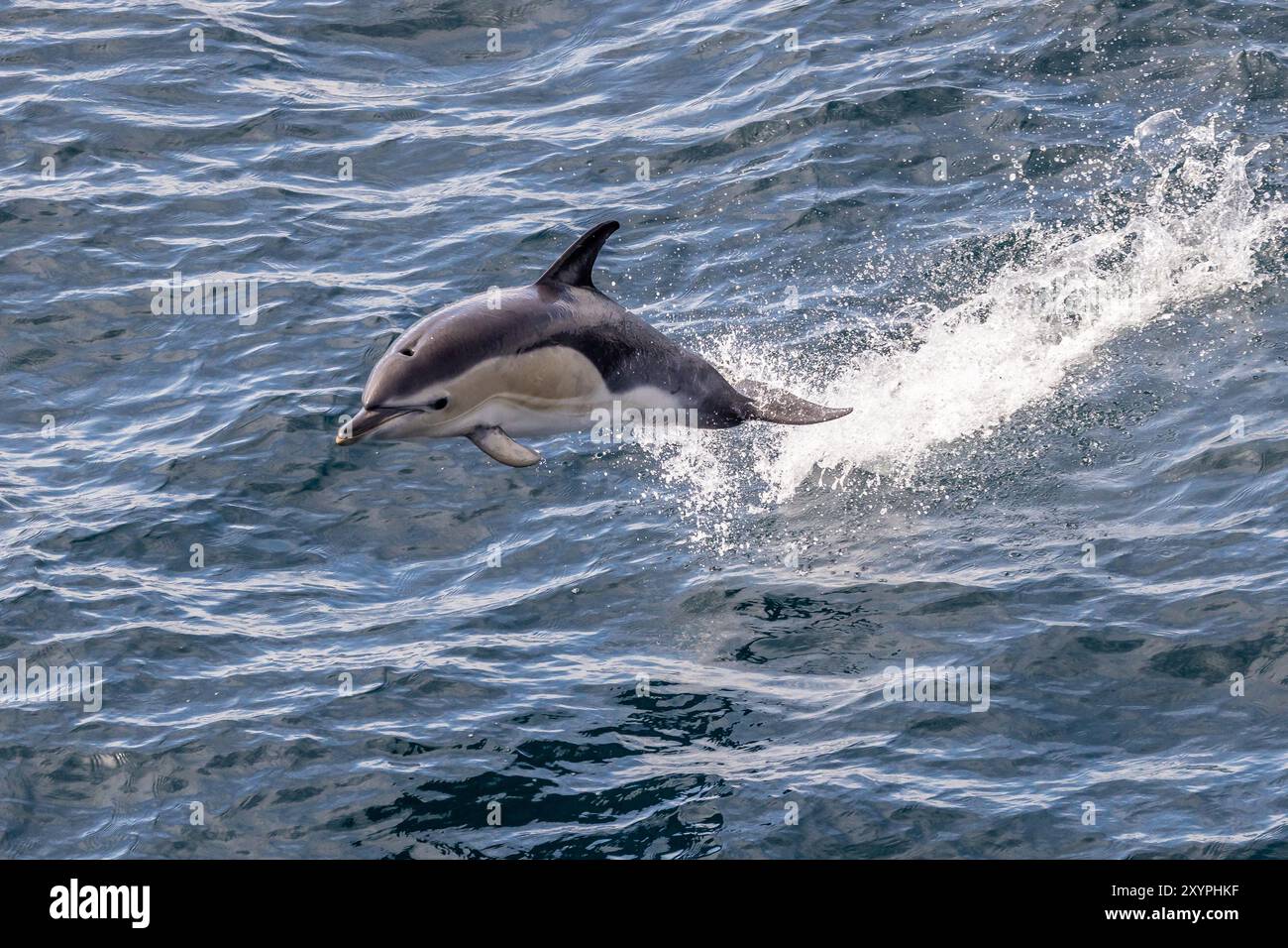 Dauphin commun (Delphinus delphis) sautant hors de l'eau dans le golfe de Gascogne Banque D'Images