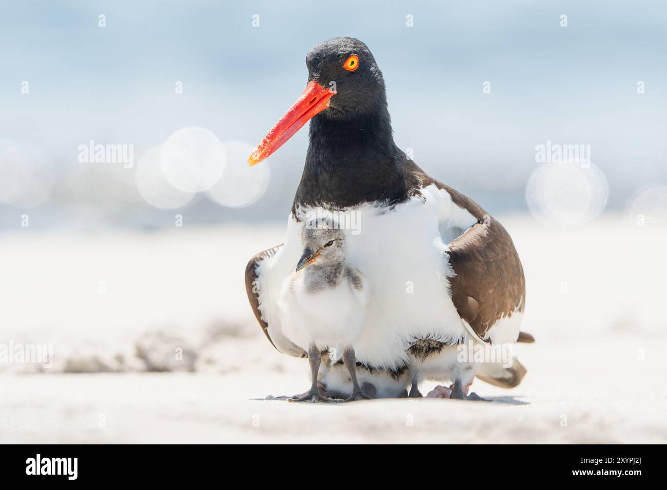 Oystercatcher avec des poussins sur la plage Banque D'Images