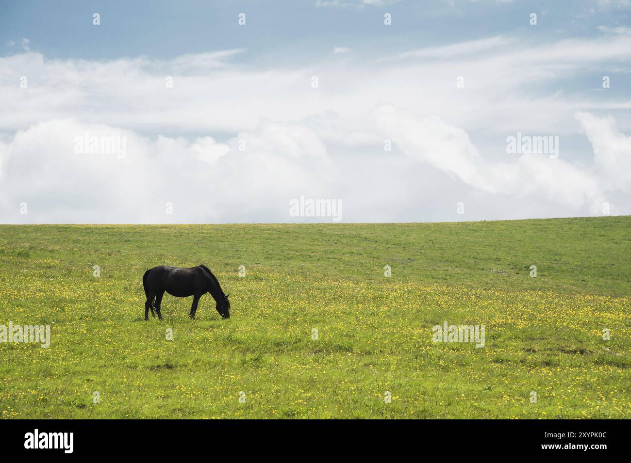 Un cheval sur un pâturage vert avec des fleurs jaunes contre un ciel bleu avec des nuages. Cheval noir Banque D'Images