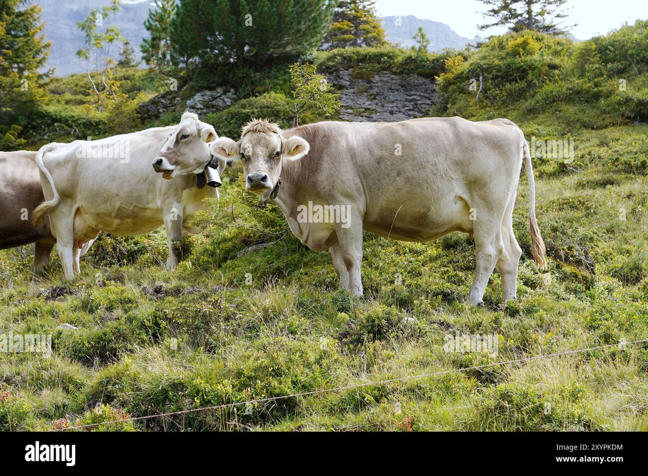 Anton Geisser 30.08.2024 Schweiz OW. Schweiz. Bild : Kuehe auf einer Alpweide *** Anton Geisser 30 08 2024 Suisse OW Suisse des vaches sur un pâturage alpin Banque D'Images