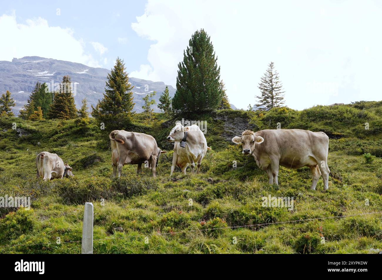 Anton Geisser 30.08.2024 Schweiz OW. Schweiz. Bild : Kuehe auf einer Alpweide *** Anton Geisser 30 08 2024 Suisse OW Suisse des vaches sur un pâturage alpin Banque D'Images