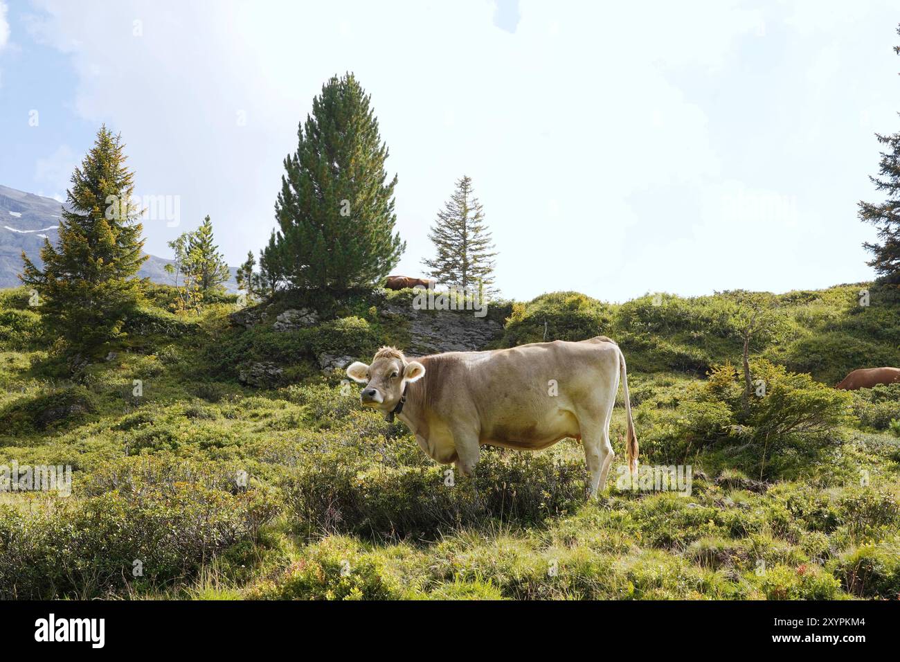 Anton Geisser 30.08.2024 Schweiz OW. Schweiz. Bild : Kuh auf einer Alpweide *** Anton Geisser 30 08 2024 Suisse OW Suisse photo vache sur un pâturage alpin Banque D'Images