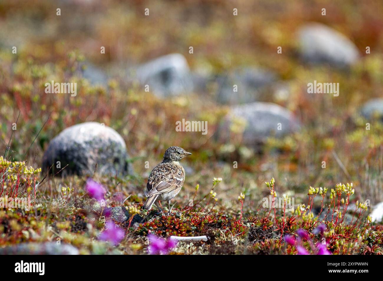 Alouette à cornes immature ou alouette de rivage debout dans un champ de fleurs arctiques de la toundra du Canada, près d'Arviat, Nunavut Banque D'Images