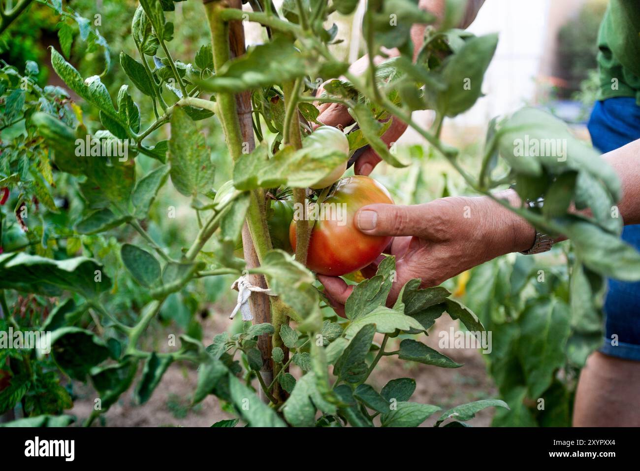 Une personne cueille une tomate dans une plante. La tomate est mûre et prête à être consommée Banque D'Images