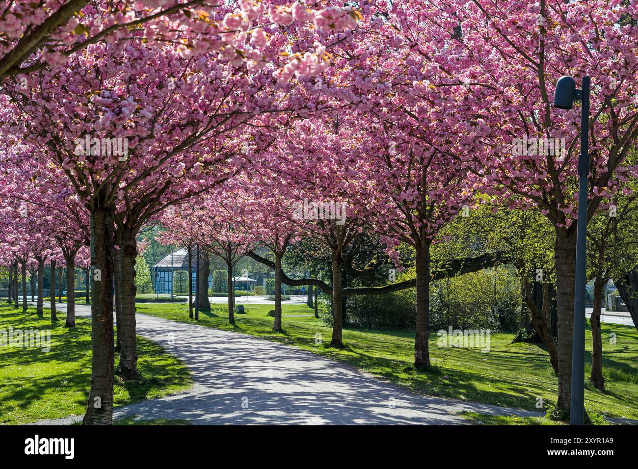 Avenue des cerisiers, rempart, Stadthagen, Basse-Saxe Banque D'Images