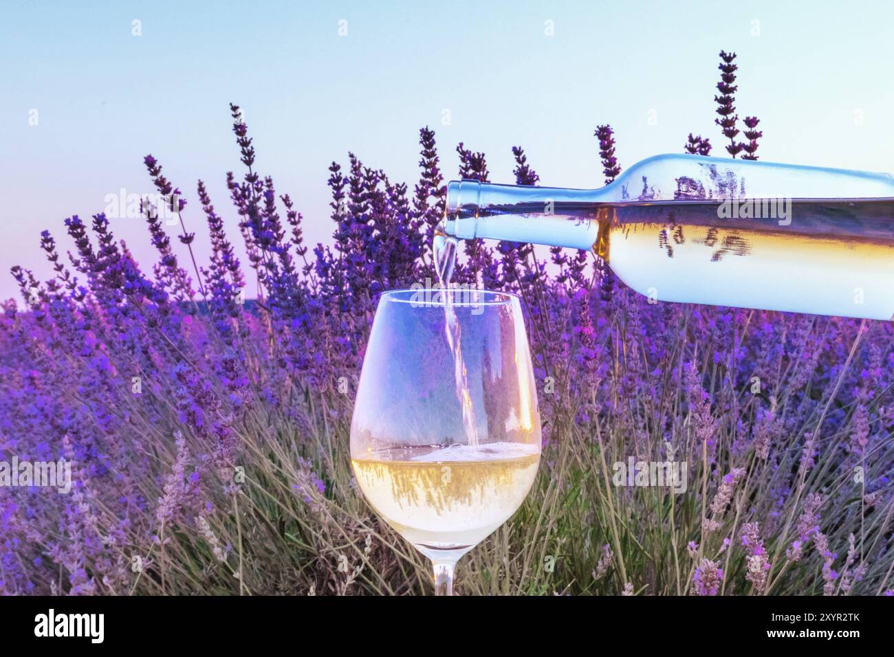 Vin de lavande. Vin blanc versé dans un verre contre un champ lavande background Banque D'Images Vin de lavande. Vin blanc versé dans un verre contre un champ lavande background Banque D'Images